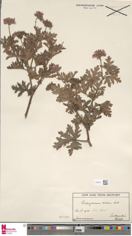 Ảnh minh hoạ Hương Diệp (Pelargonium roseum) 4