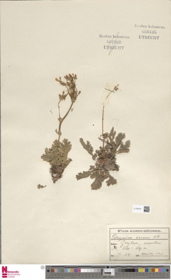 Ảnh minh hoạ Hương Diệp (Pelargonium roseum) 5