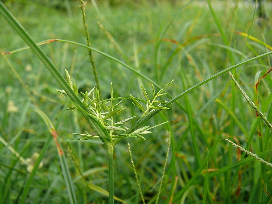 Ảnh minh hoạ Hương Phụ (Cyperus rotundus) 2