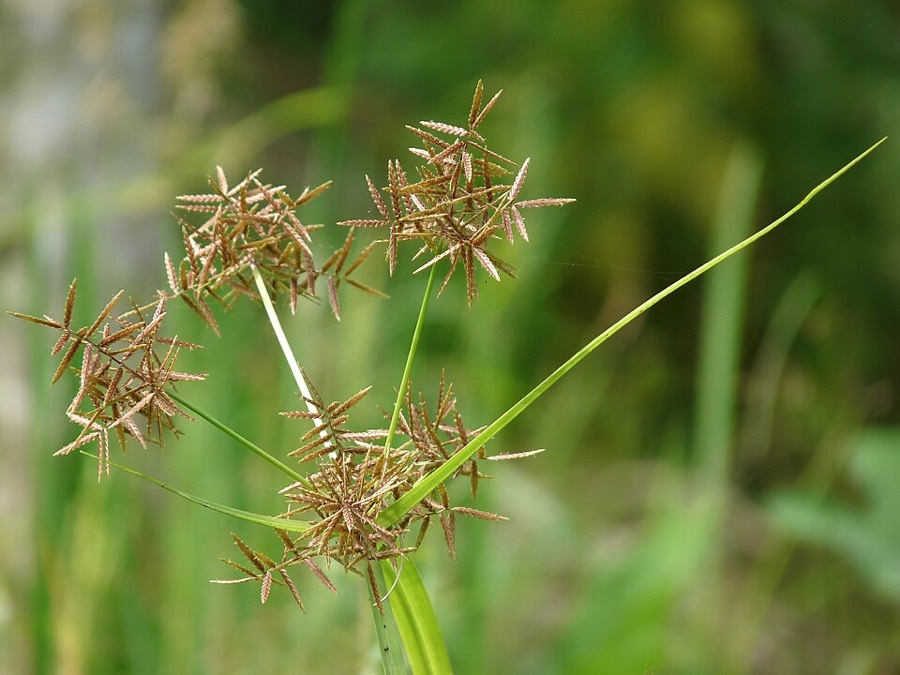 Ảnh minh hoạ Hương Phụ (Cyperus rotundus) 3