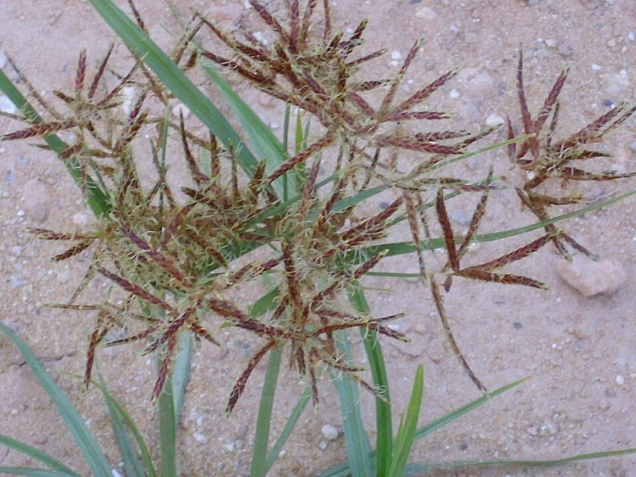 Ảnh minh hoạ Hương Phụ (Cyperus rotundus) 4