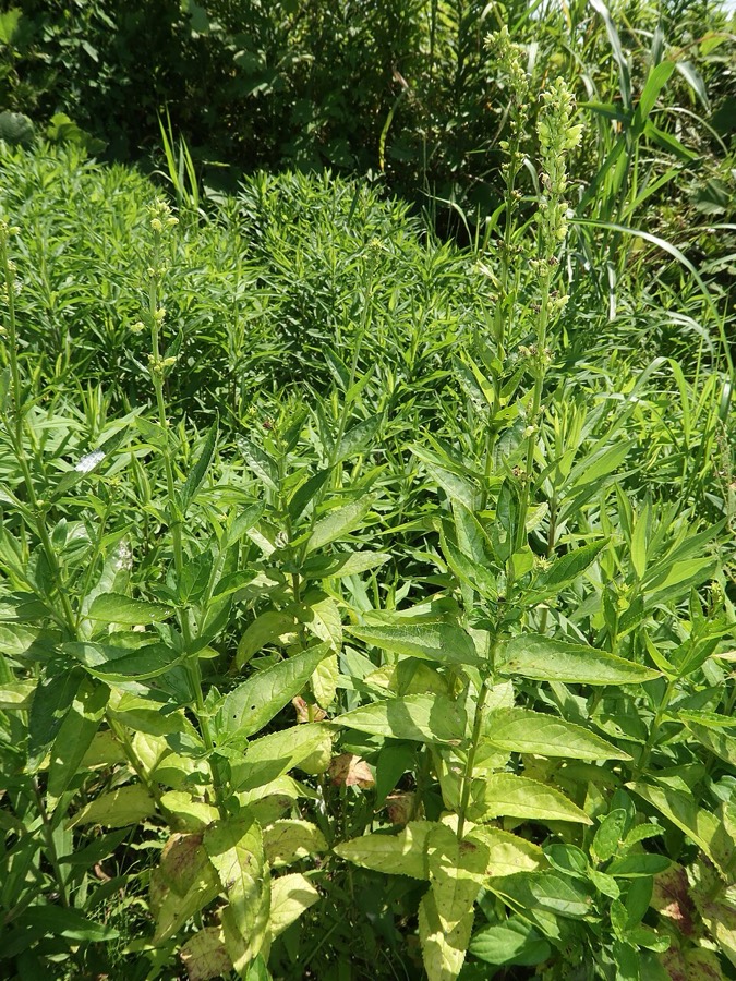 Ảnh minh hoạ Huyền Sâm (Scrophularia buergeriana) 4