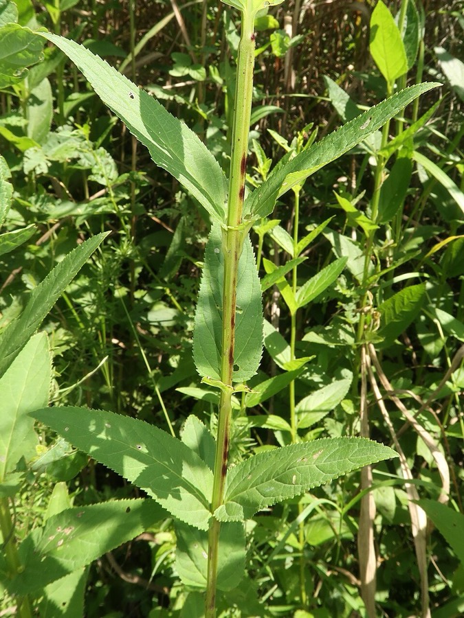 Ảnh minh hoạ Huyền Sâm (Scrophularia buergeriana) 5