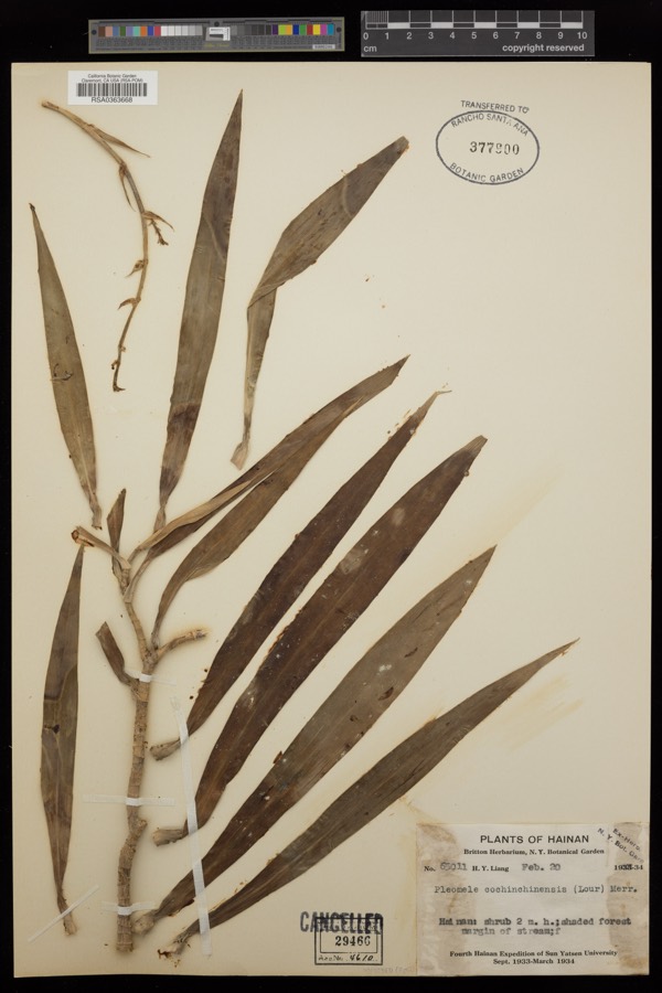 Ảnh minh hoạ Huyết Giác (Pleomele cochinchinensis) 4