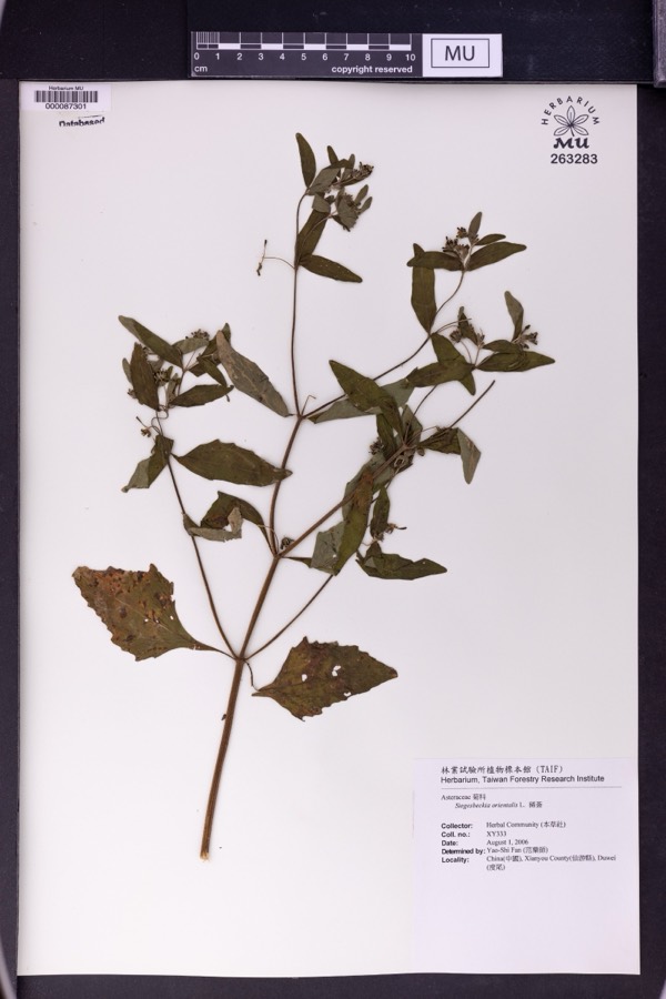 Ảnh minh hoạ Hy Thiêm (Siegesbeckia orientalis) 4