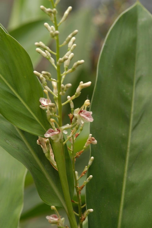 Ảnh minh hoạ Ích Trí Nhân (Alpinia oxyphylla) 1