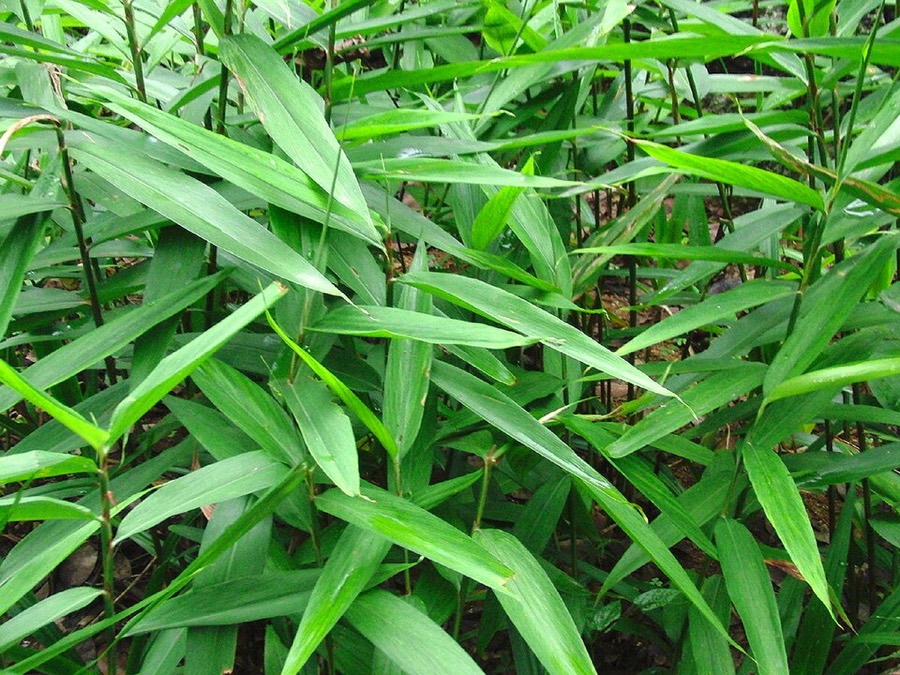 Ảnh minh hoạ Ích Trí Nhân (Alpinia oxyphylla) 2