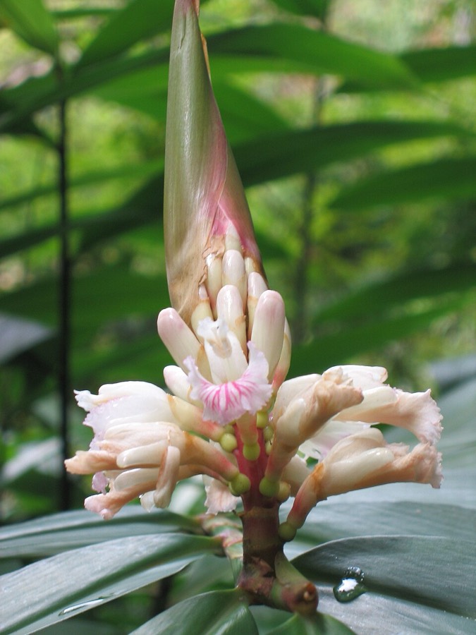 Ảnh minh hoạ Ích Trí Nhân (Alpinia oxyphylla) 3
