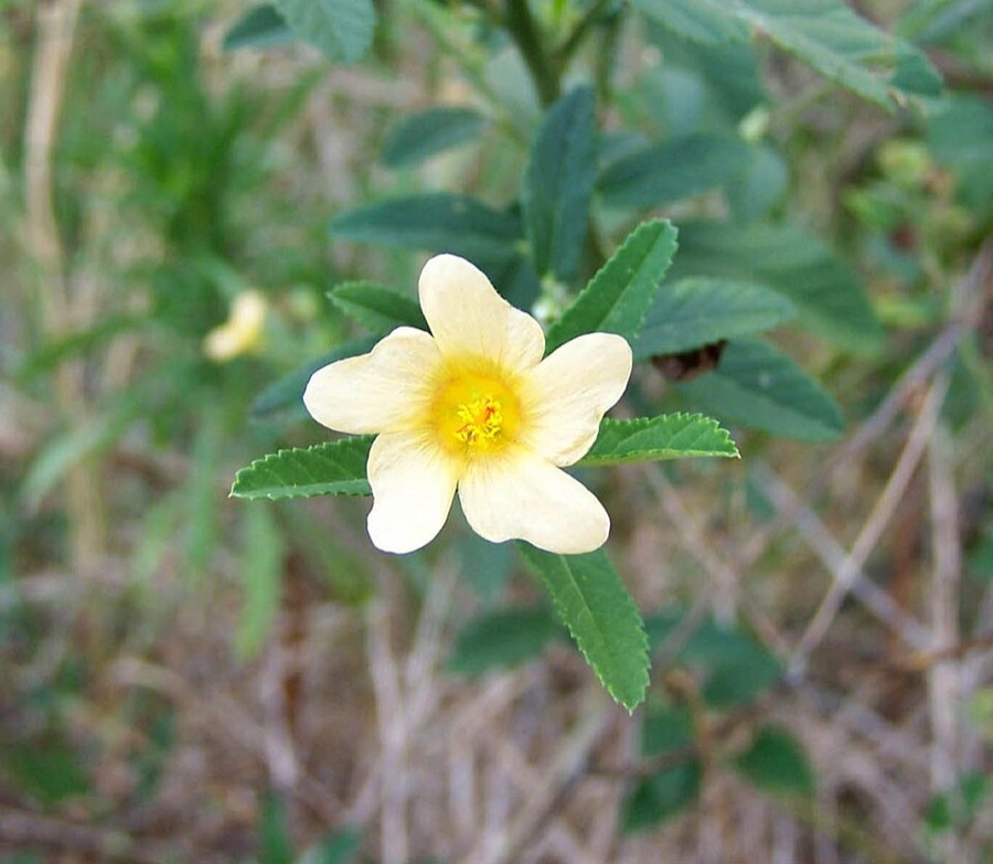Ảnh minh hoạ Ké Hoa Vàng (Sida rhombifolia) 1