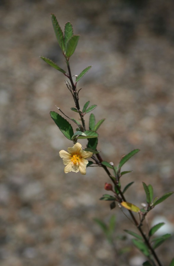 Ảnh minh hoạ Ké Hoa Vàng (Sida rhombifolia) 2