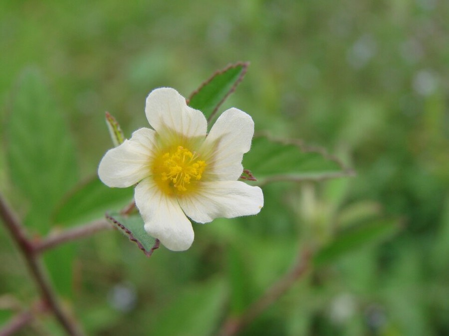 Ảnh minh hoạ Ké Hoa Vàng (Sida rhombifolia) 3
