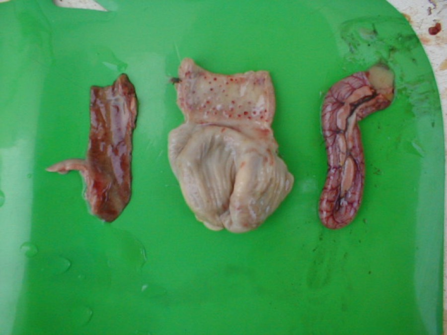 Ảnh minh hoạ Kê Nội Kim (Gizzard) 1