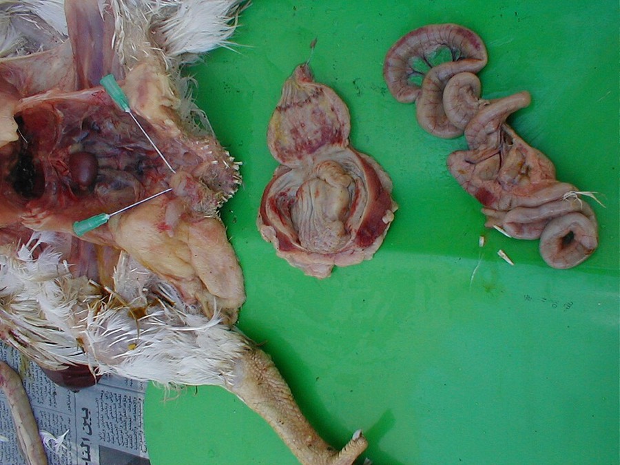 Ảnh minh hoạ Kê Nội Kim (Gizzard) 2