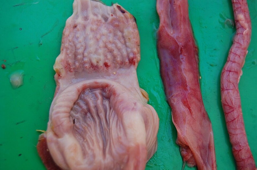 Ảnh minh hoạ Kê Nội Kim (Gizzard) 4