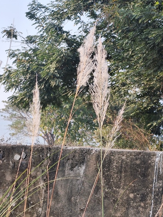 Ảnh minh hoạ Kẹo Mạch Nha (Saccharum granorum) 4