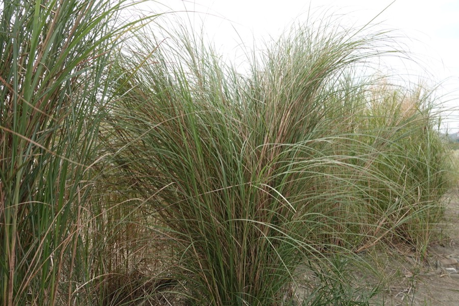 Ảnh minh hoạ Kẹo Mạch Nha (Saccharum granorum) 5
