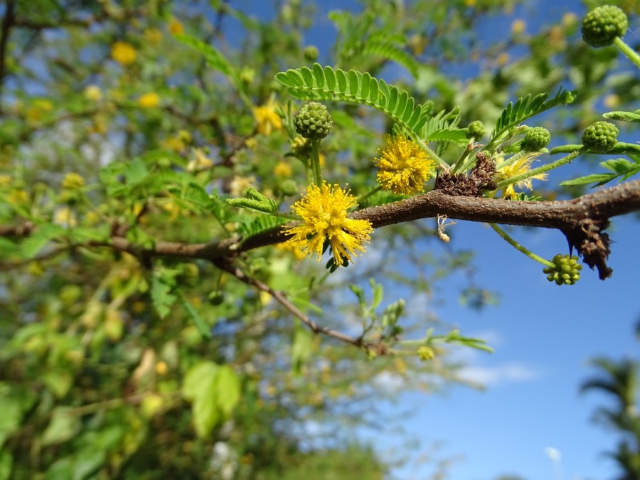 Ảnh minh hoạ Keo Nước Hoa (Acacia farnesiana) 4