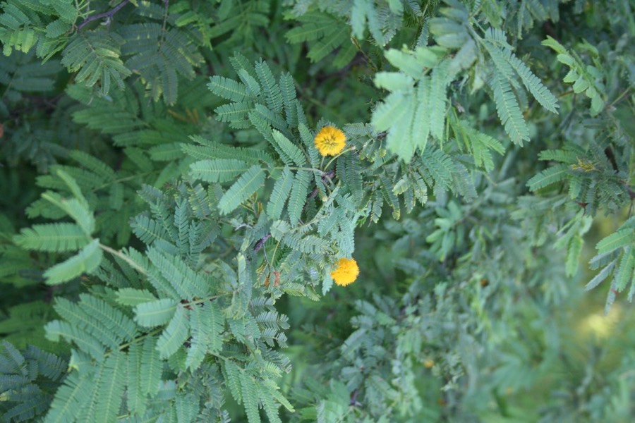 Ảnh minh hoạ Keo Nước Hoa (Acacia farnesiana) 5
