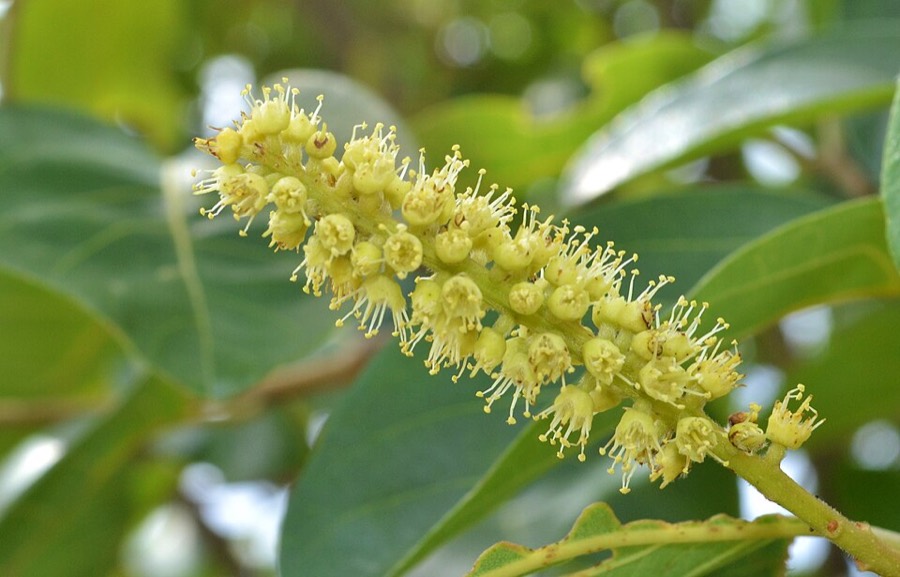 Ảnh minh hoạ Kha Tử (Terminalia chebula) 4