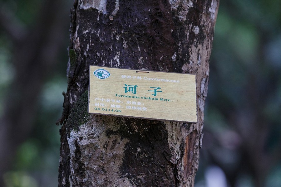 Ảnh minh hoạ Kha Tử (Terminalia chebula) 5