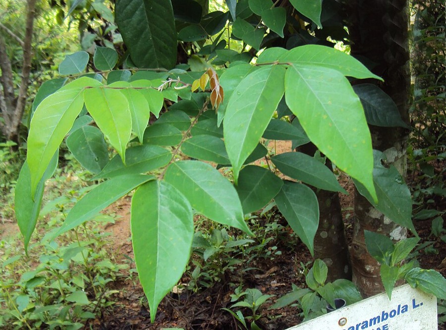 Ảnh minh hoạ Khế (Averrhoa carambola) 1