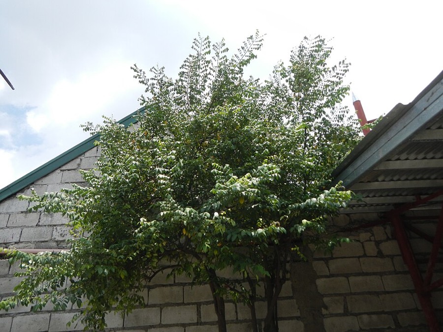 Ảnh minh hoạ Khế (Averrhoa carambola) 2