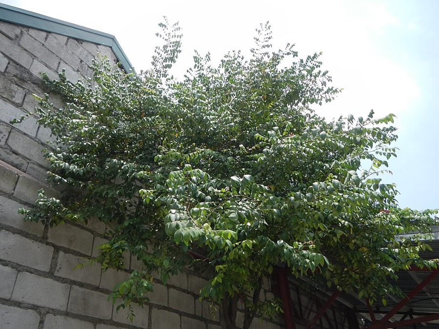 Ảnh minh hoạ Khế (Averrhoa carambola) 3
