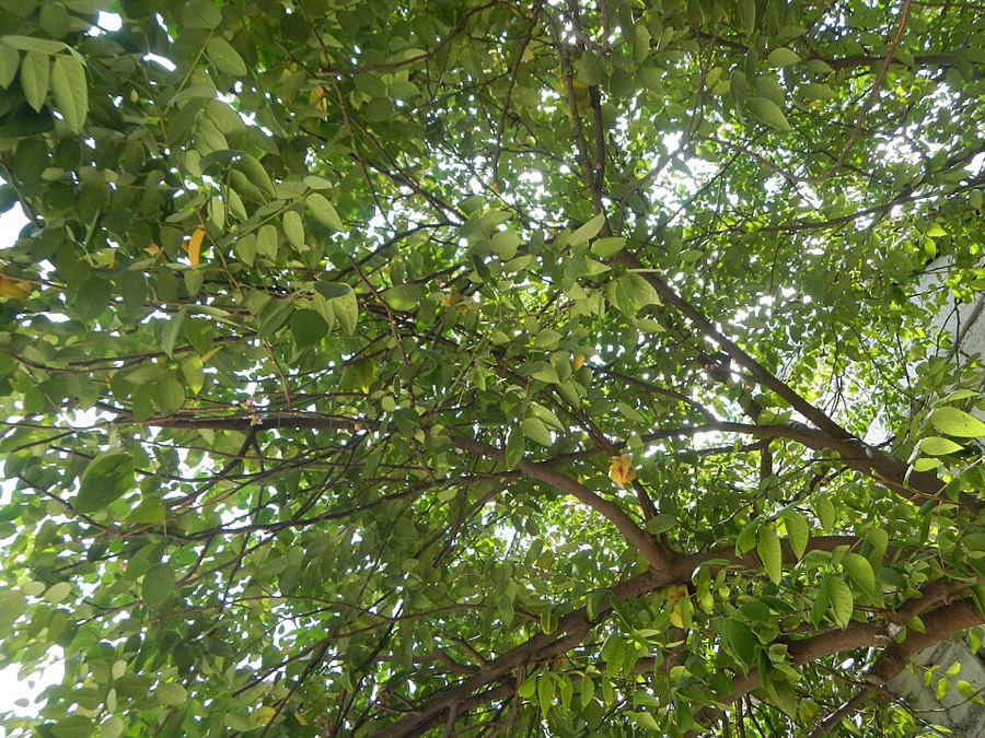 Ảnh minh hoạ Khế (Averrhoa carambola) 4