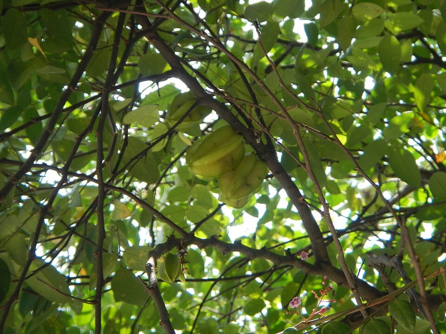 Ảnh minh hoạ Khế (Averrhoa carambola) 5