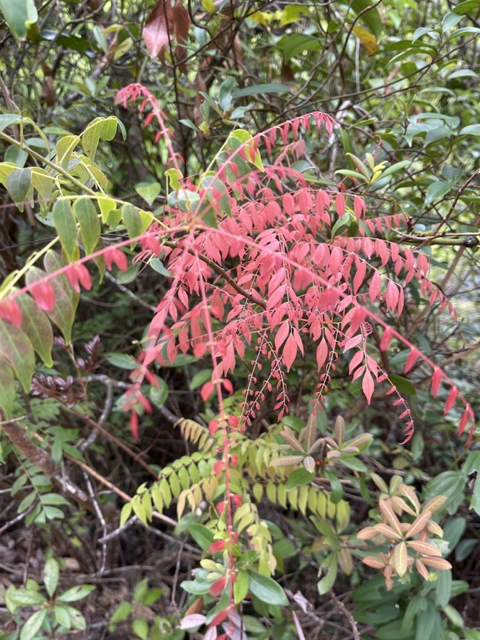 Ảnh minh hoạ Khế Rừng (Rourea microphylla) 1