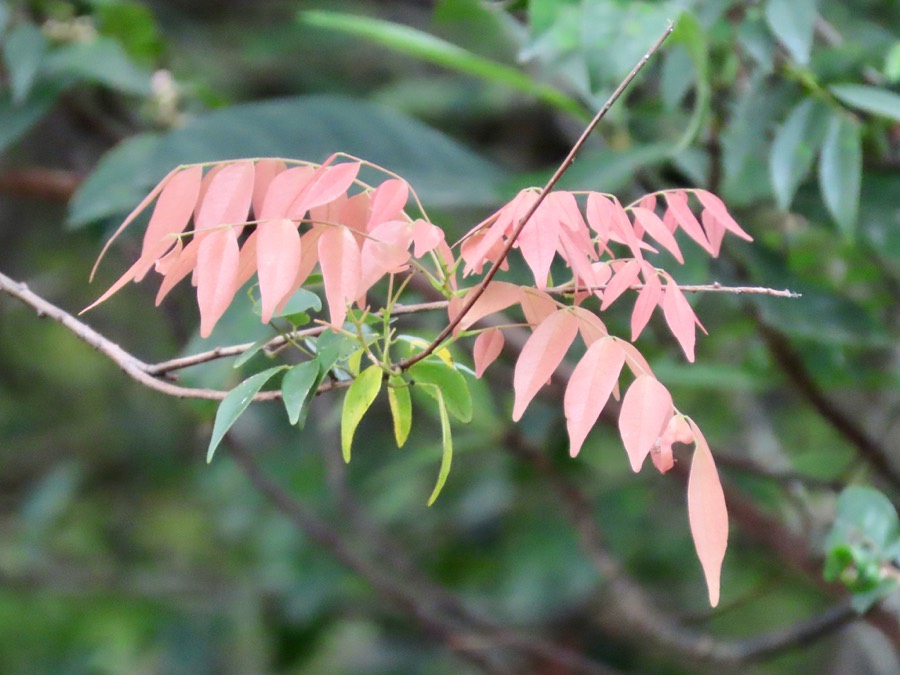Ảnh minh hoạ Khế Rừng (Rourea microphylla) 2