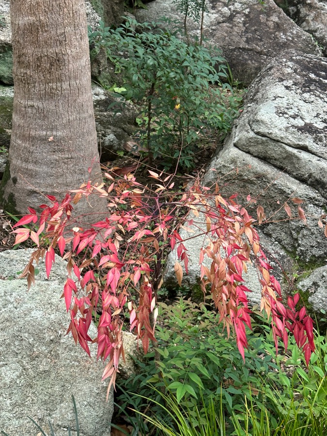 Ảnh minh hoạ Khế Rừng (Rourea microphylla) 3