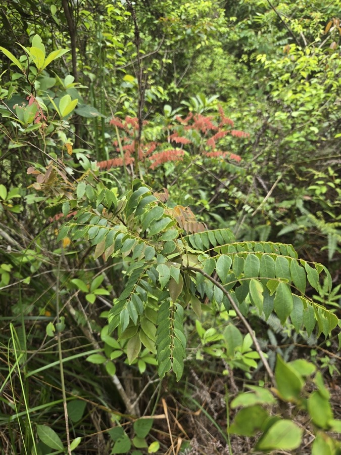 Ảnh minh hoạ Khế Rừng (Rourea microphylla) 4