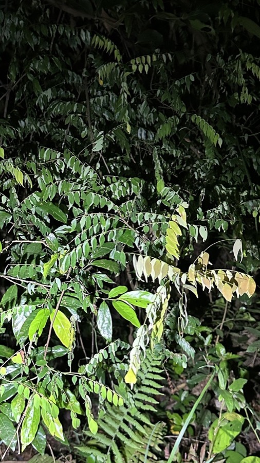 Ảnh minh hoạ Khế Rừng (Rourea microphylla) 5