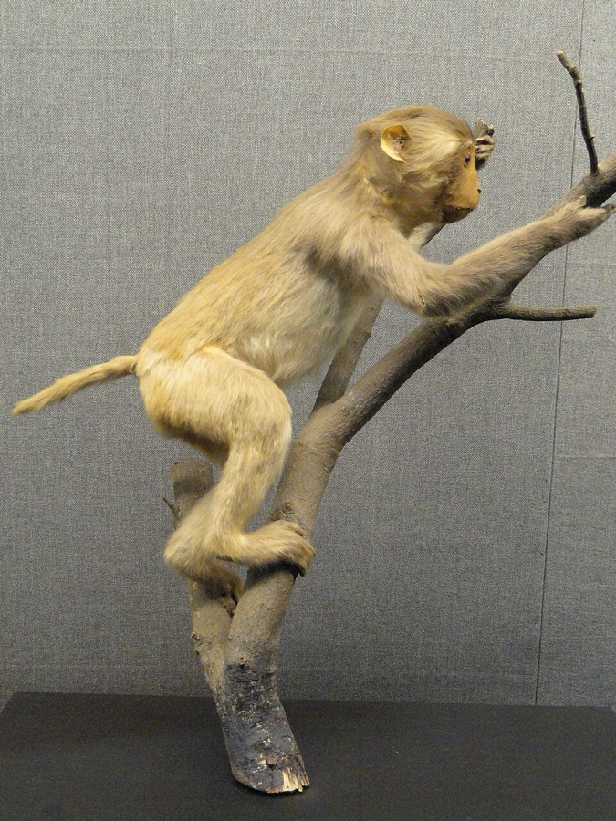Ảnh minh hoạ Khỉ (Macaca mulatta) 4