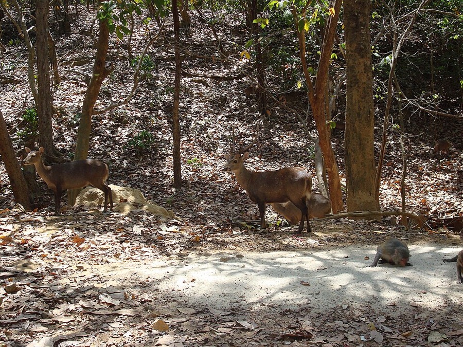 Ảnh minh hoạ Khỉ (Macaca mulatta) 5