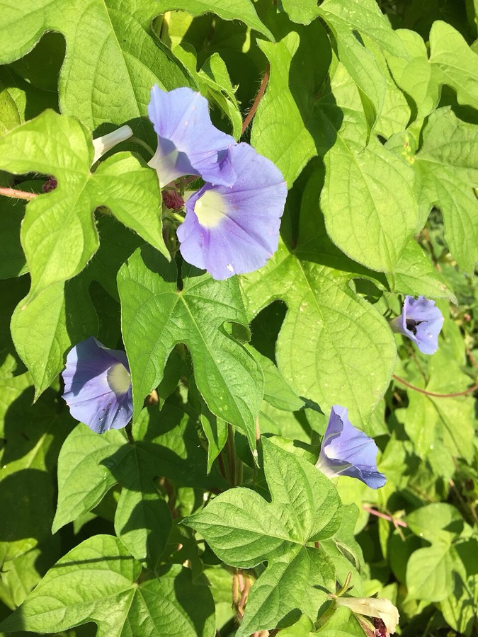 Ảnh minh hoạ Khiên Ngưu (Ipomoea hederacea) 4