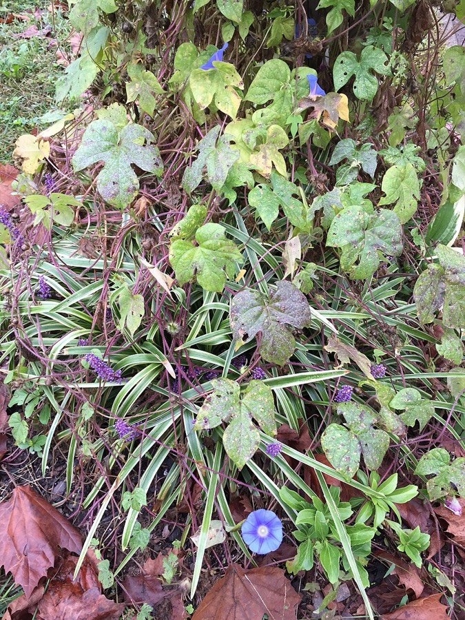 Ảnh minh hoạ Khiên Ngưu (Ipomoea hederacea) 5