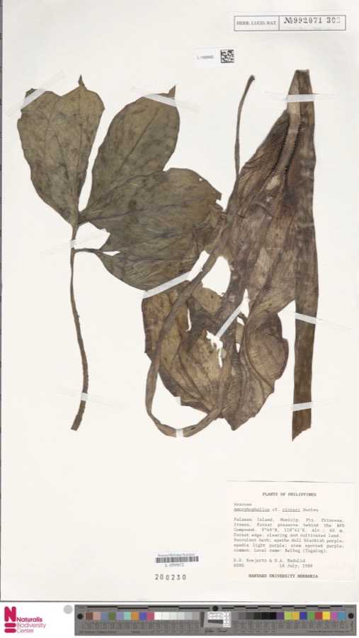 Ảnh minh hoạ Khoai Nưa (Amorphophallus rivieri) 4