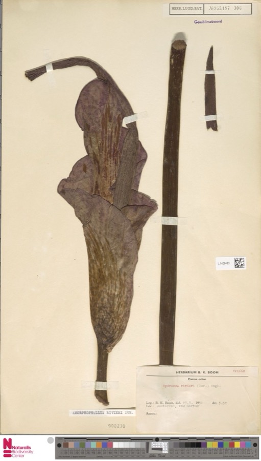 Ảnh minh hoạ Khoai Nưa (Amorphophallus rivieri) 5