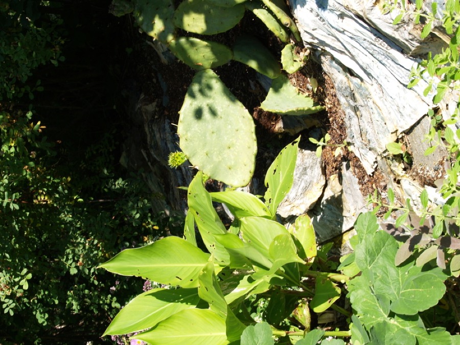 Ảnh minh hoạ Khoai Riềng (Canna edulis) 4