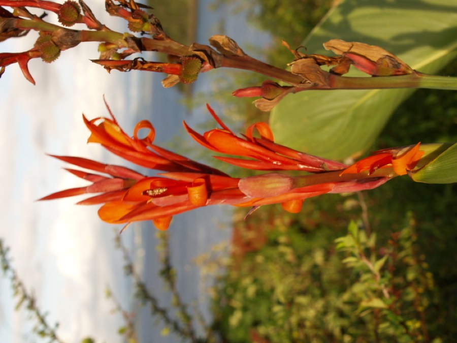 Ảnh minh hoạ Khoai Riềng (Canna edulis) 5