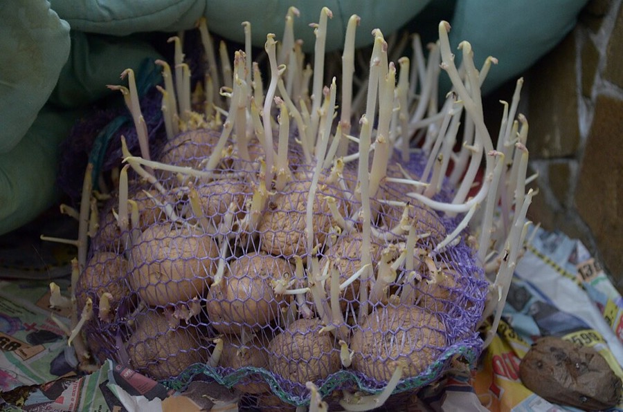 Ảnh minh hoạ Khoai Tây (Solanum tuberosum) 4