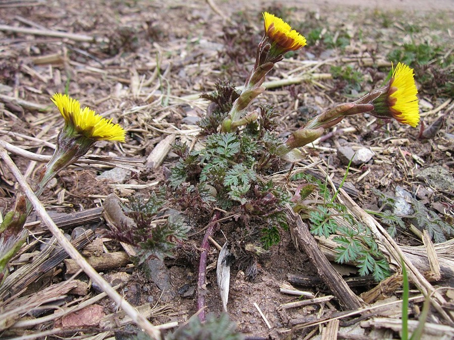 Ảnh minh hoạ Khoản Đông Hoa (Tussilago farfara) 4