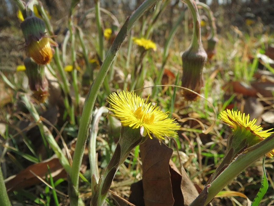 Ảnh minh hoạ Khoản Đông Hoa (Tussilago farfara) 5