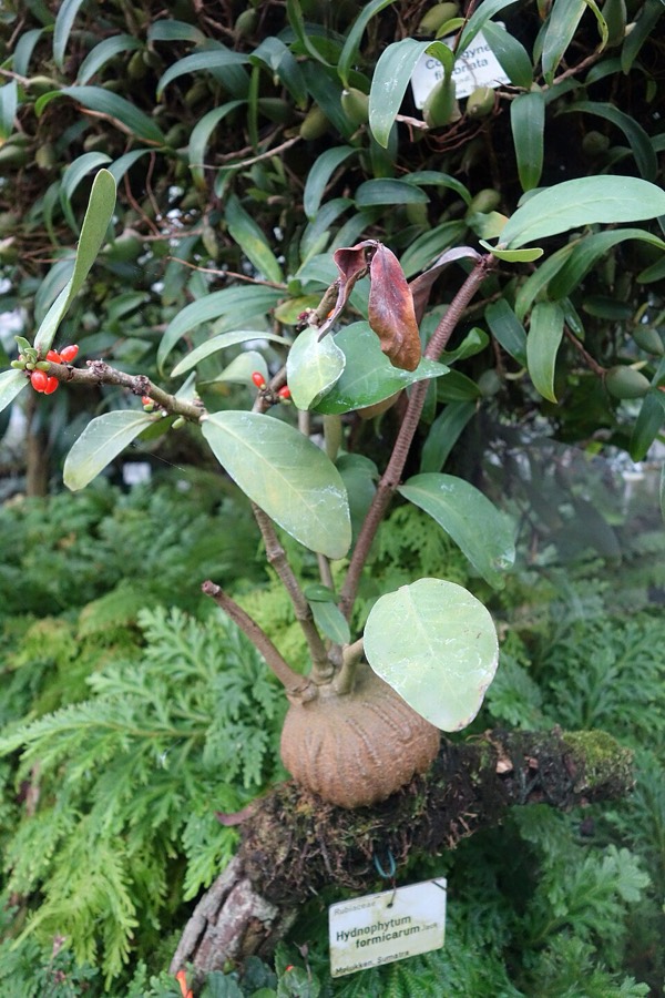 Ảnh minh hoạ Kiến Kỳ Nam (Hydnophytum formicarum) 4