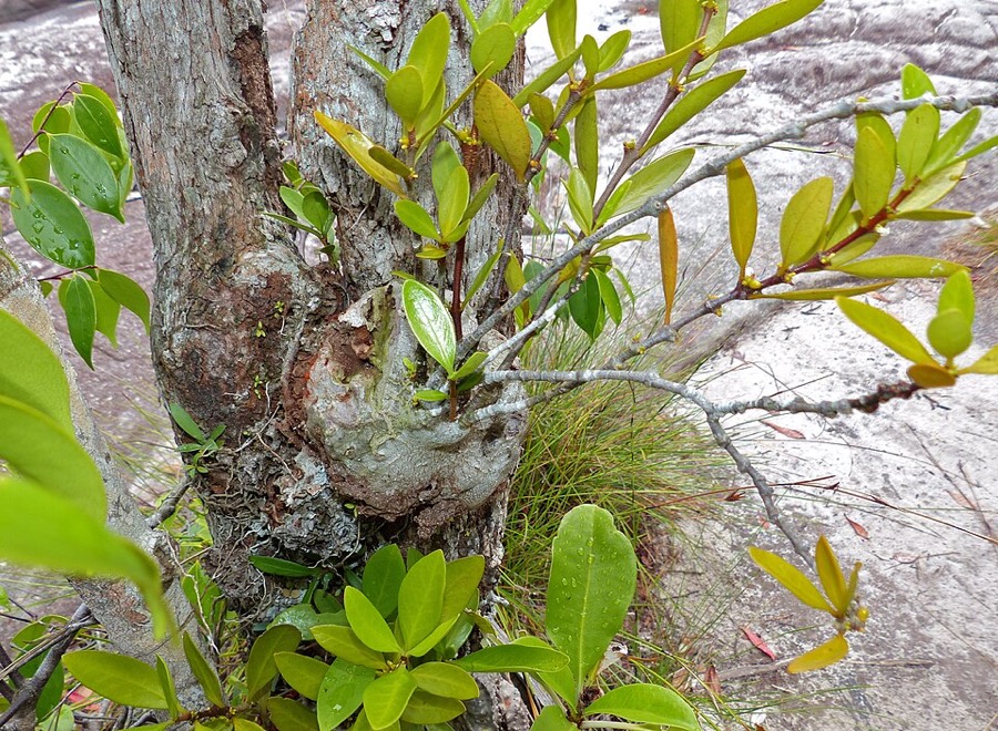 Ảnh minh hoạ Kiến Kỳ Nam (Hydnophytum formicarum) 5