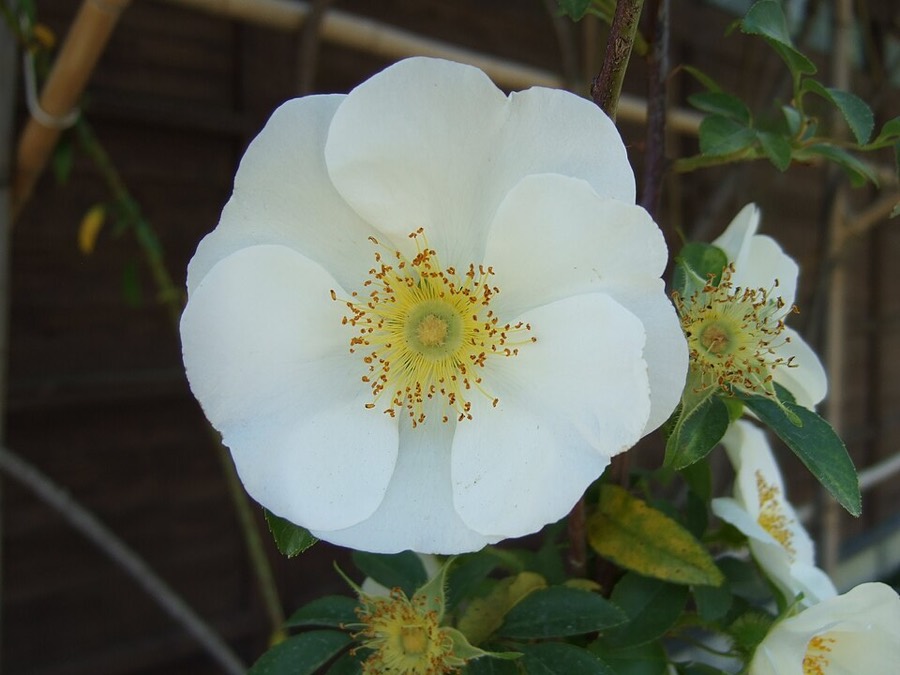 Ảnh minh hoạ Kim Anh (Rosa laevigata) 2