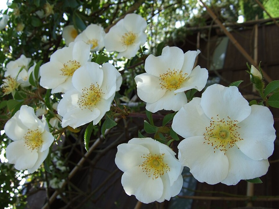 Ảnh minh hoạ Kim Anh (Rosa laevigata) 3