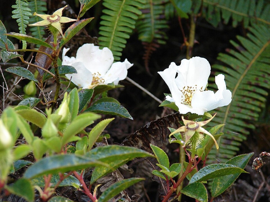 Ảnh minh hoạ Kim Anh (Rosa laevigata) 4